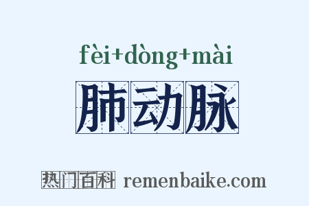 肺动脉是什么意思的图片